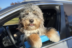 Car Window Chin Rest for Dogs